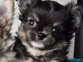 Chihuahua dogs ⚜️KC registered tiny Chihuahua puppies - Advert 11