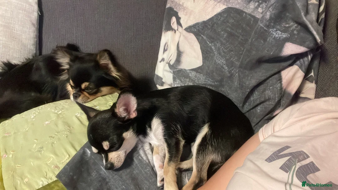 Chihuahua dogs for sale: Proven Chihuahua Pair–Male KC registered & Female - Advert 6