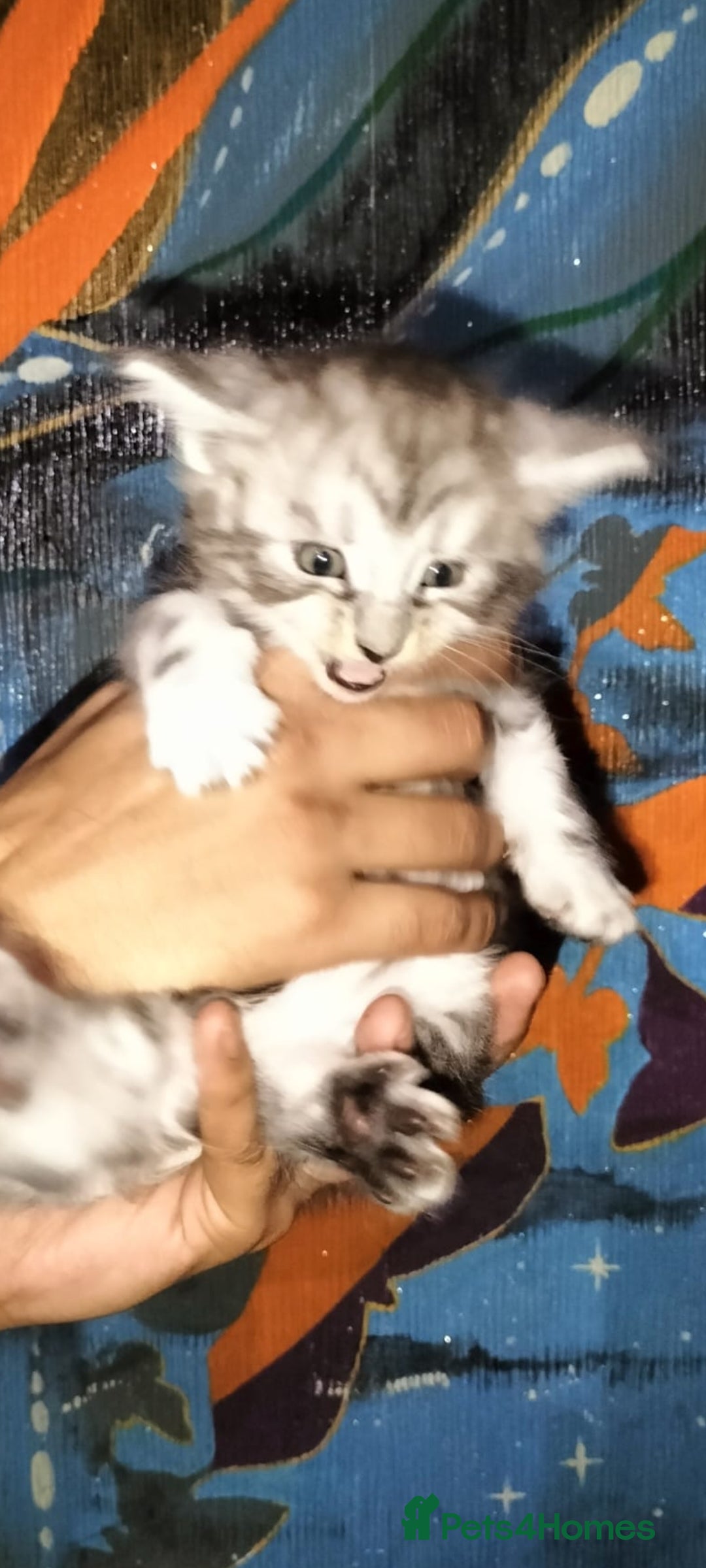 Maine Coon cats for sale: Maine coone kittens  - Advert 3