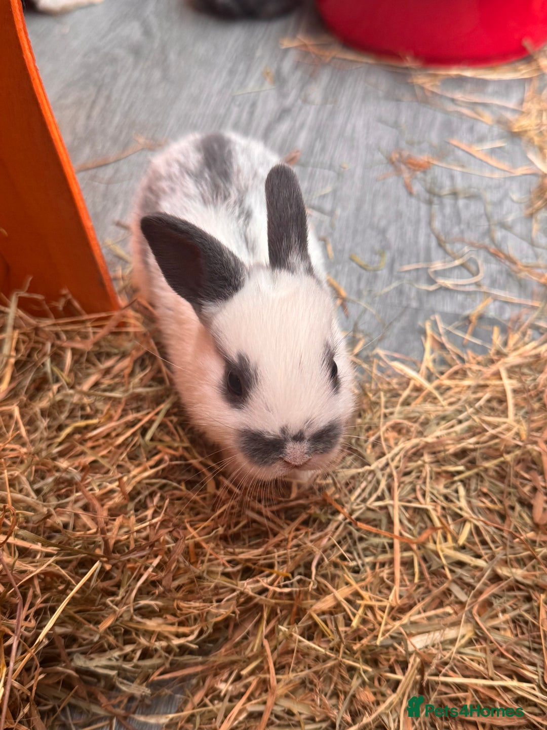 Mixed Breed rabbits for sale: mixed breed baby bunnies  - Image 25