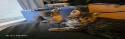 Maine Coon cats for sale: Stunning maine coon. Kittens 4 boys 1 girl  - Advert 12