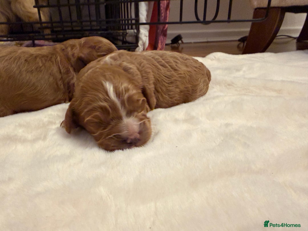 Cavapoo dogs for sale: F1 cavapoo puppies fully health tested - Advert 6