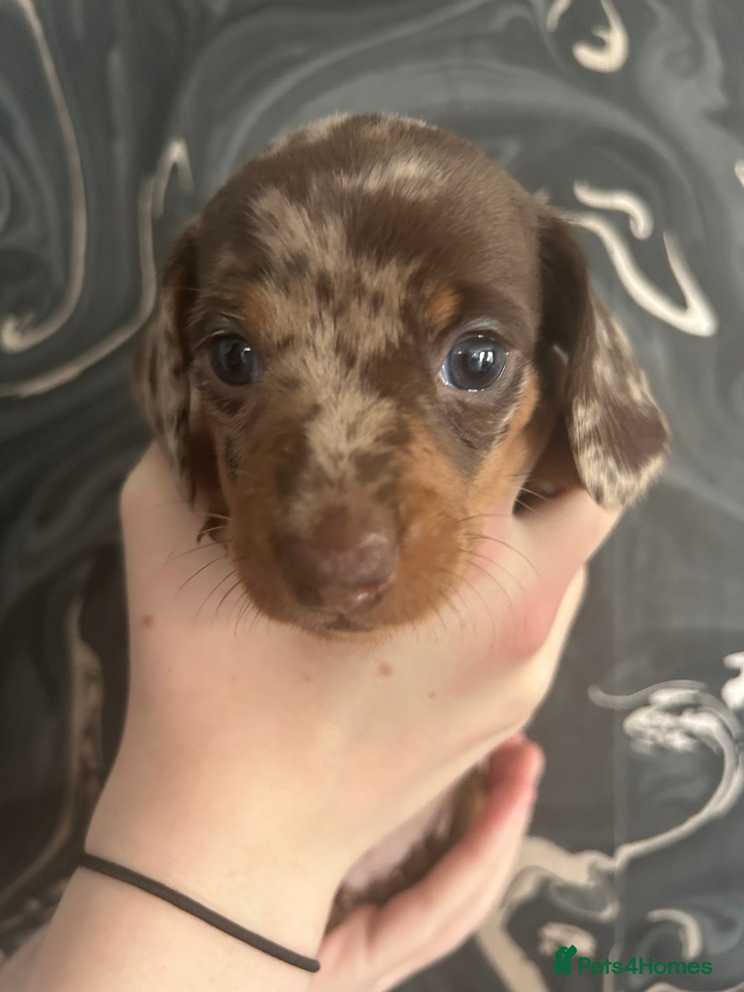 Miniature Dachshund dogs for sale: 3  kc registered miniature dachshund puppies  - Image 8