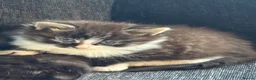 Mixed Breed cats for sale: Last male kitten available out of litter of 4  - Advert 3