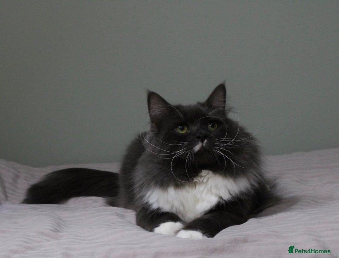 Siberian cats for sale: Siberian male cat  - Advert 5