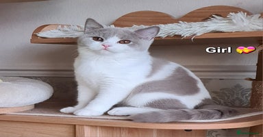 British Shorthair cats - Advert 14