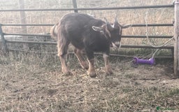 Goats livestock for sale: Young Pygmy Goats 1 x female 1x wether in Huntingdon - Image 4
