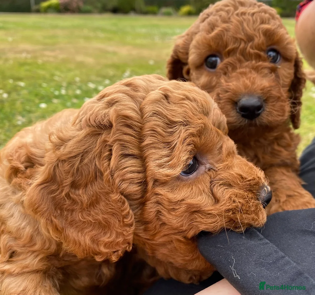 Miniature Poodle dogs for stud: Red KC registered miniature poodle - Health tested in Livingston - Advert 13
