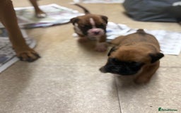 Boxer dogs for sale: 1 girl beautiful boxer puppies left  - Image 18