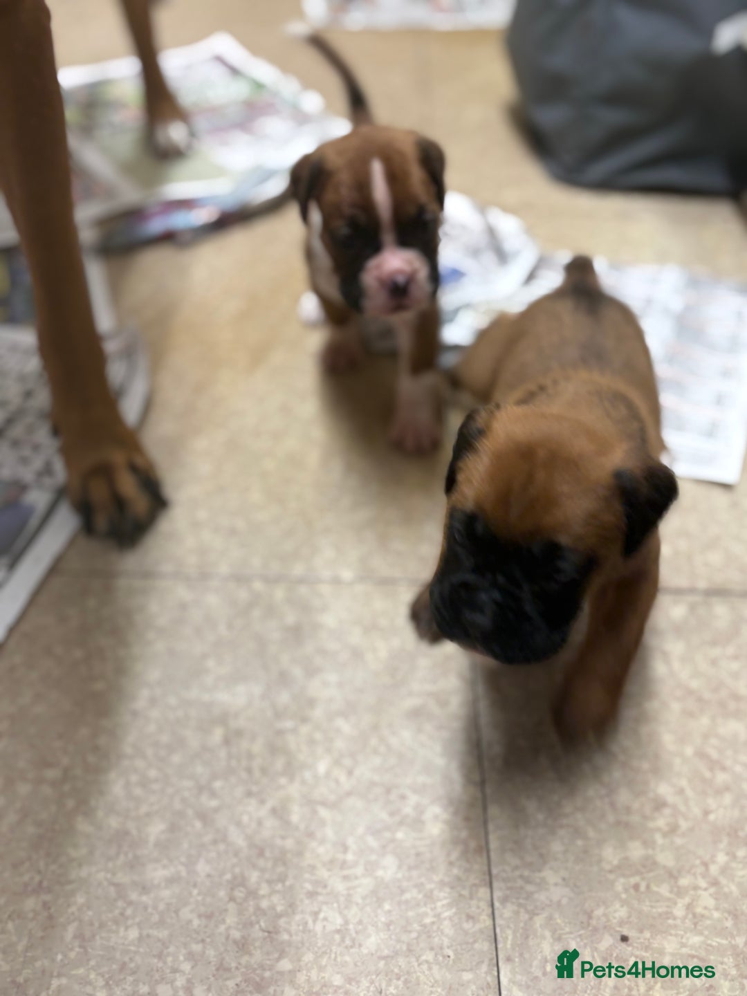 Boxer dogs for sale: 1 girl beautiful boxer puppies left  - Image 18