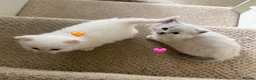 Ragdoll cats for sale: Adorable Purebred Ragdoll Kitties 🤍 - Advert 5