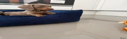 Miniature Dachshund dogs for sale: Miniature Dachshund Puppies in Bradford - Advert 15