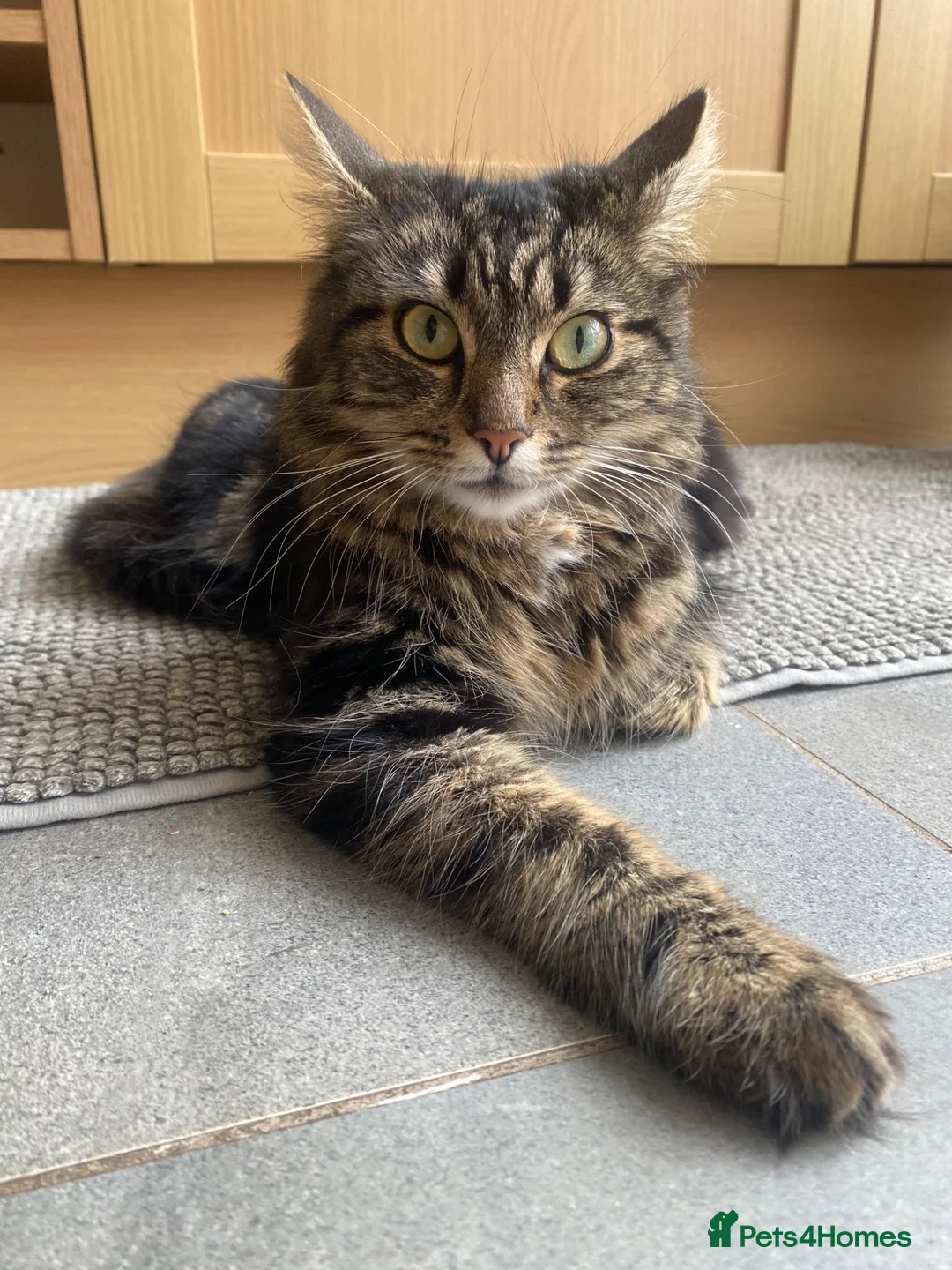 Mixed Breed cats for sale: Adorable 11-week-old boy ready for a new home  - Advert 1