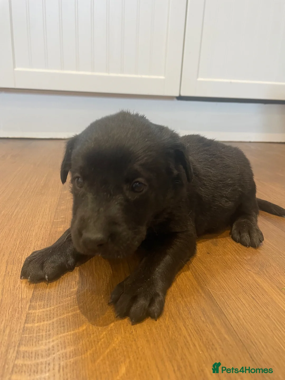 Labrador Retriever dogs for sale: 🐾KC Lab pups  - Advert 2