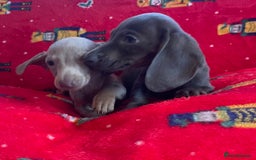 Miniature Dachshund dogs for sale: Miniature Dachshund  - Image 10
