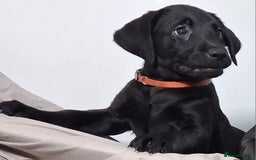 Labrador Retriever dogs for sale: Excellent KC Registered working Black Lab pups  - Image 20
