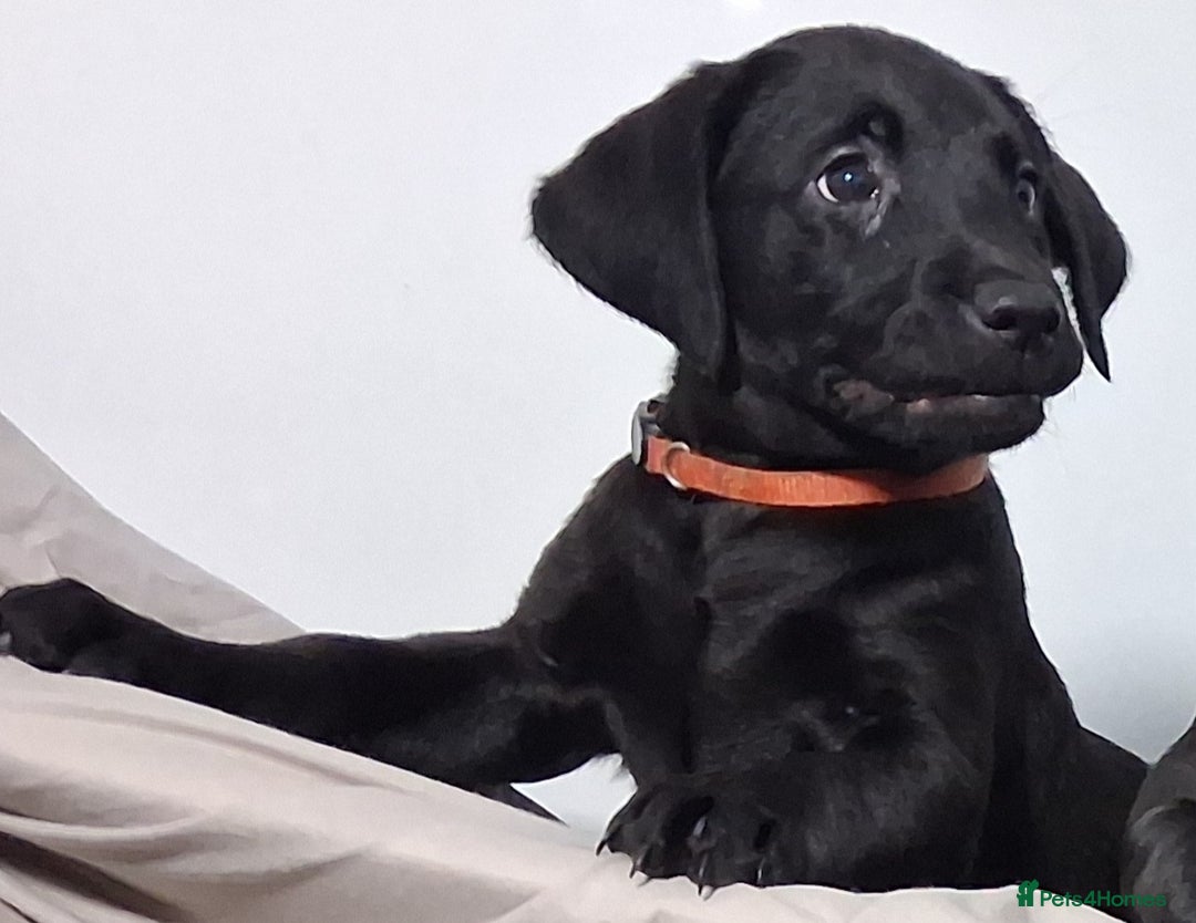 Labrador Retriever dogs for sale: Excellent KC Registered working Black Lab pups  - Image 20