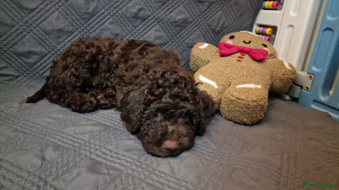Lagotto Romagnolo dogs for sale: KC reg, Lagotto Romagnolo, LAST GIRL - Advert 6