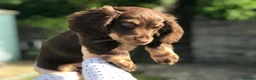 Miniature Dachshund dogs for sale: Bruno  - Advert 9