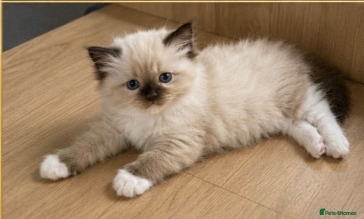 Ragdoll cats Pedigree ragdoll kittens - Advert 6
