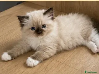 Ragdoll cats Pedigree ragdoll kittens - Advert 6