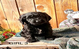 Cockapoo dogs for sale: Quality F1 Cockapoo Puppies  - Image 13