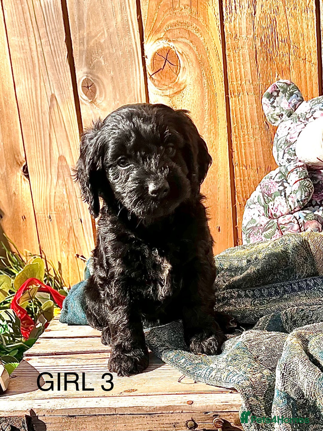 Cockapoo dogs for sale: Quality F1 Cockapoo Puppies  - Image 13
