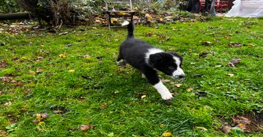 Border Collie dogs 2 Beautiful border collie pups for sale - Advert 8