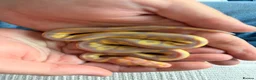 Python Snake reptiles for sale: Beautiful Banana Clown  - Advert 4
