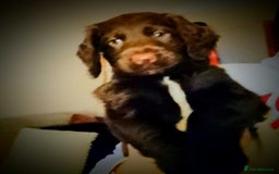 Cockapoo dogs for sale: F2 cockapoos  - Image 32