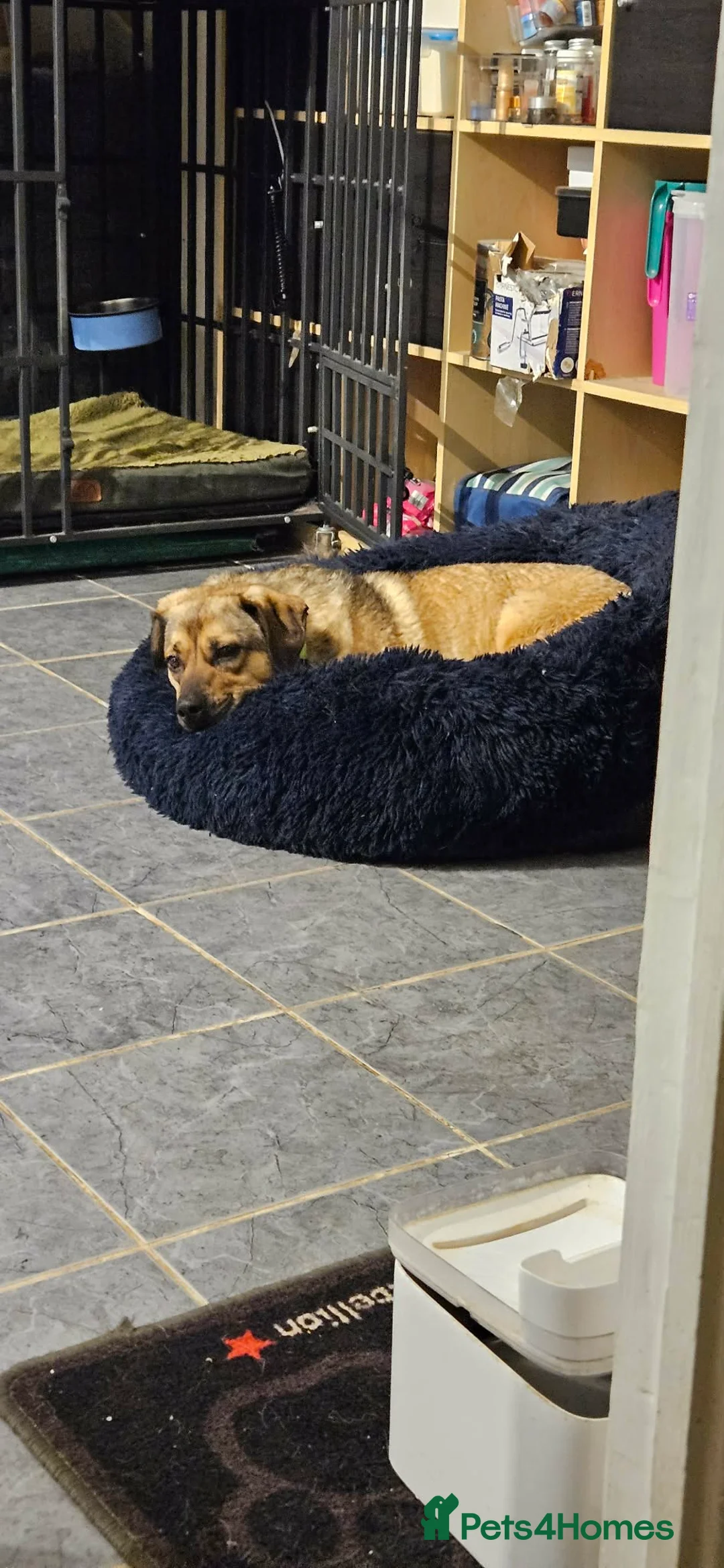 Mixed Breed dogs for adoption: Playful Philly - Advert 2