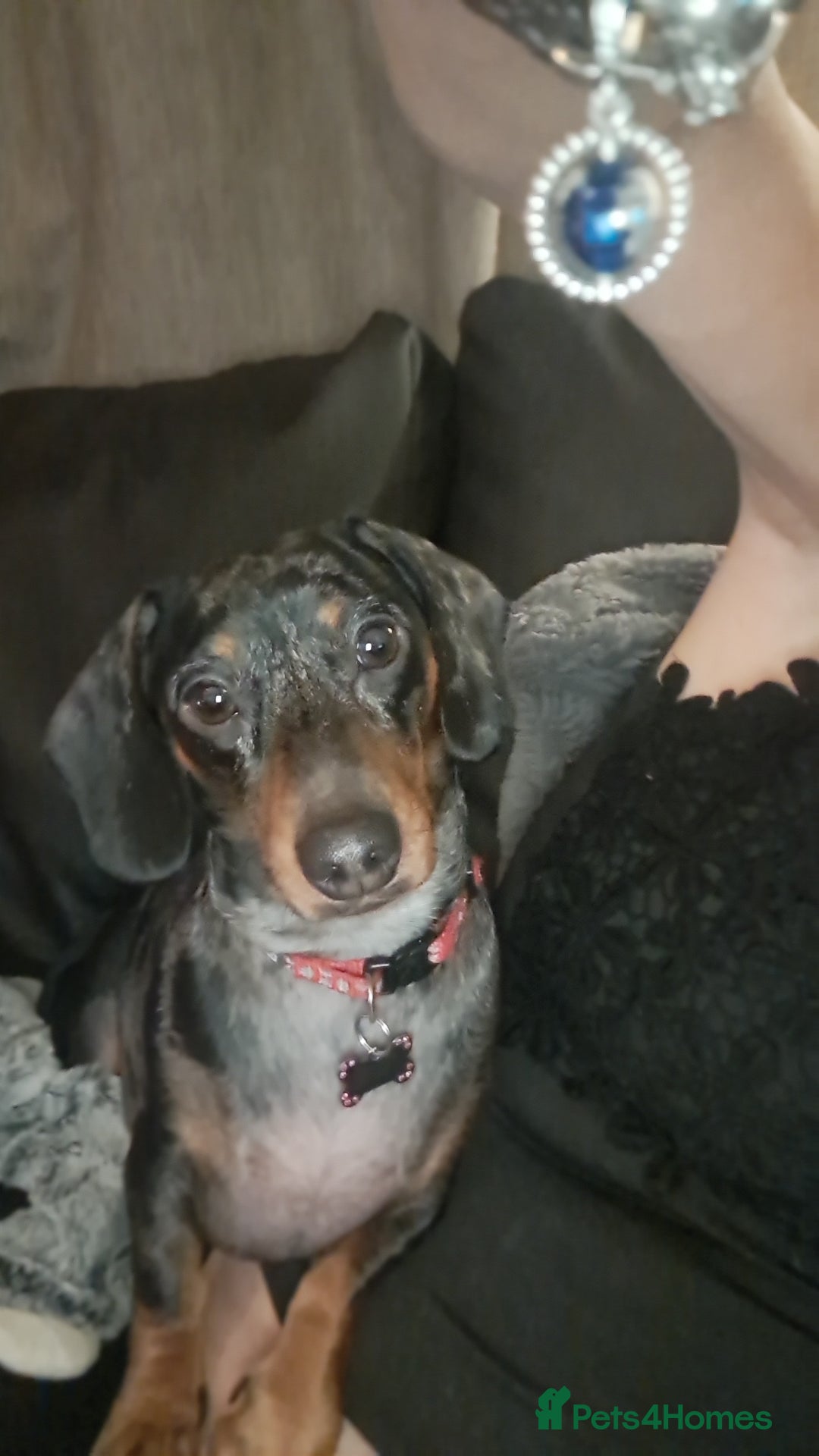 Miniature Dachshund dogs for sale: Stunning Pie-bald White Dapple Dachshund Girl Pup  - Advert 2
