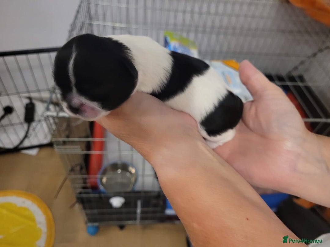 Shih Tzu dogs for sale: Beautiful Shih Tzu Puppies - Image 8