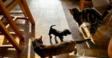 Yorkiepoo dogs Chihuahua-Yorkipoos vaccinated chipped and ready - Advert 11