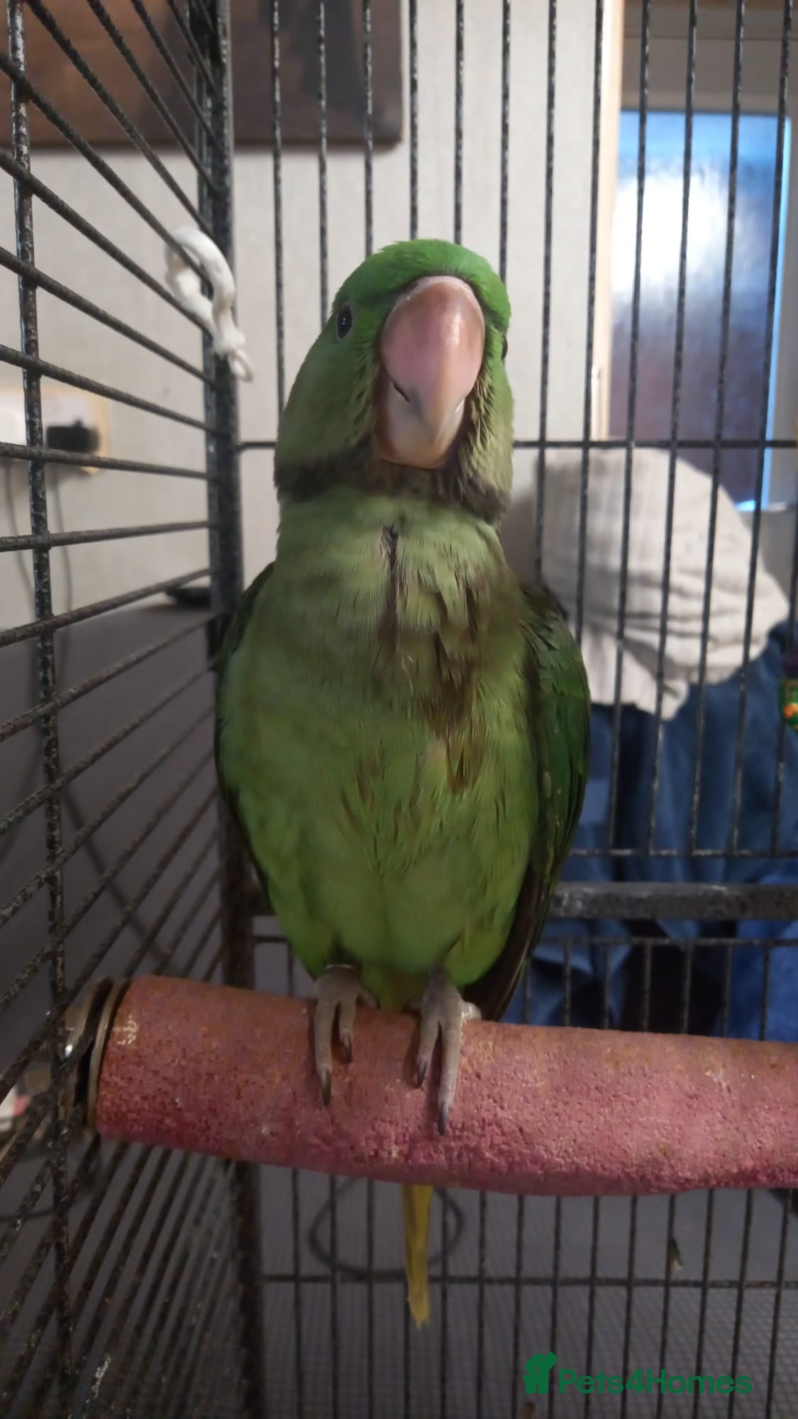 Parakeets birds Hand-Reared Baby Alexanderine Ready Now  - Advert 10
