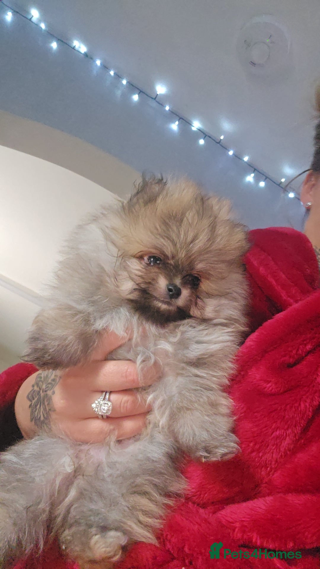 Pomeranian dogs for sale: Beautiful pomeranians  - Advert 4