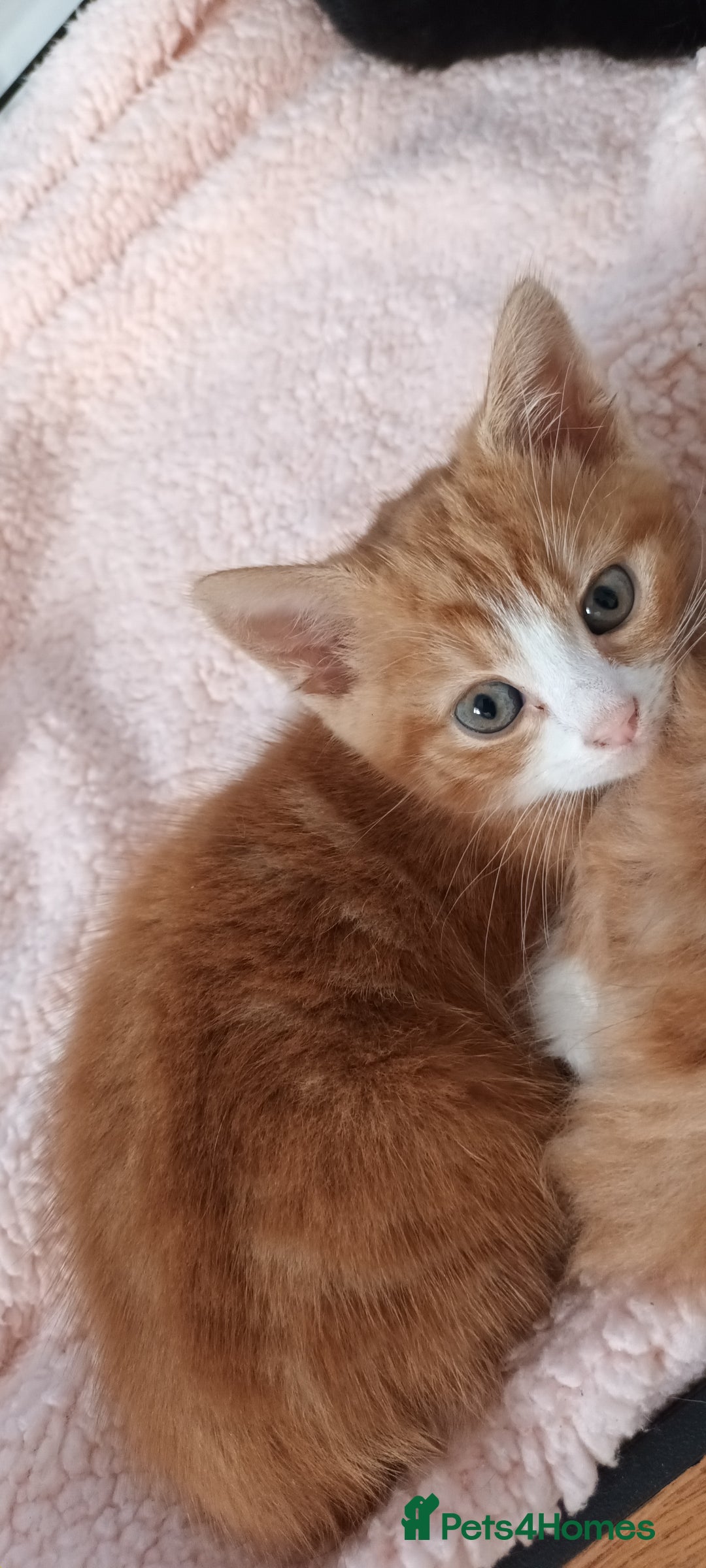 Domestic Shorthair cats for sale: READY NOW! 3 kittens for sale 2 boys 1 girl.  - Image 10