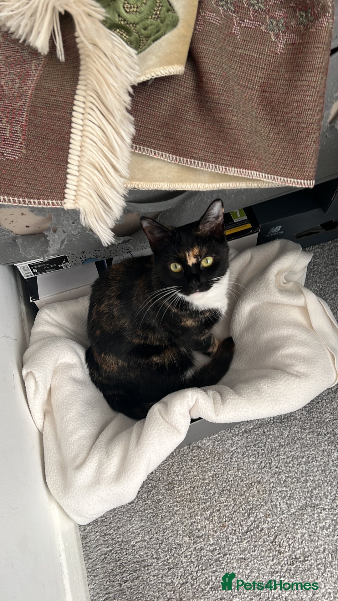 Domestic Shorthair cats for sale: Female Cat - Advert 2