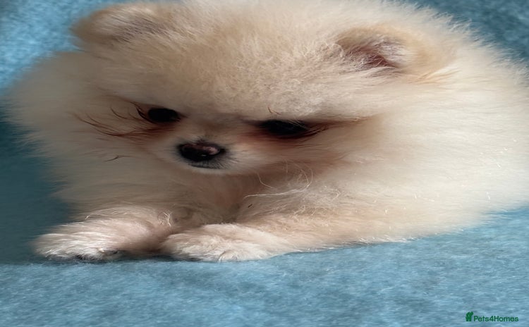 Pomeranian dogs - Advert 2