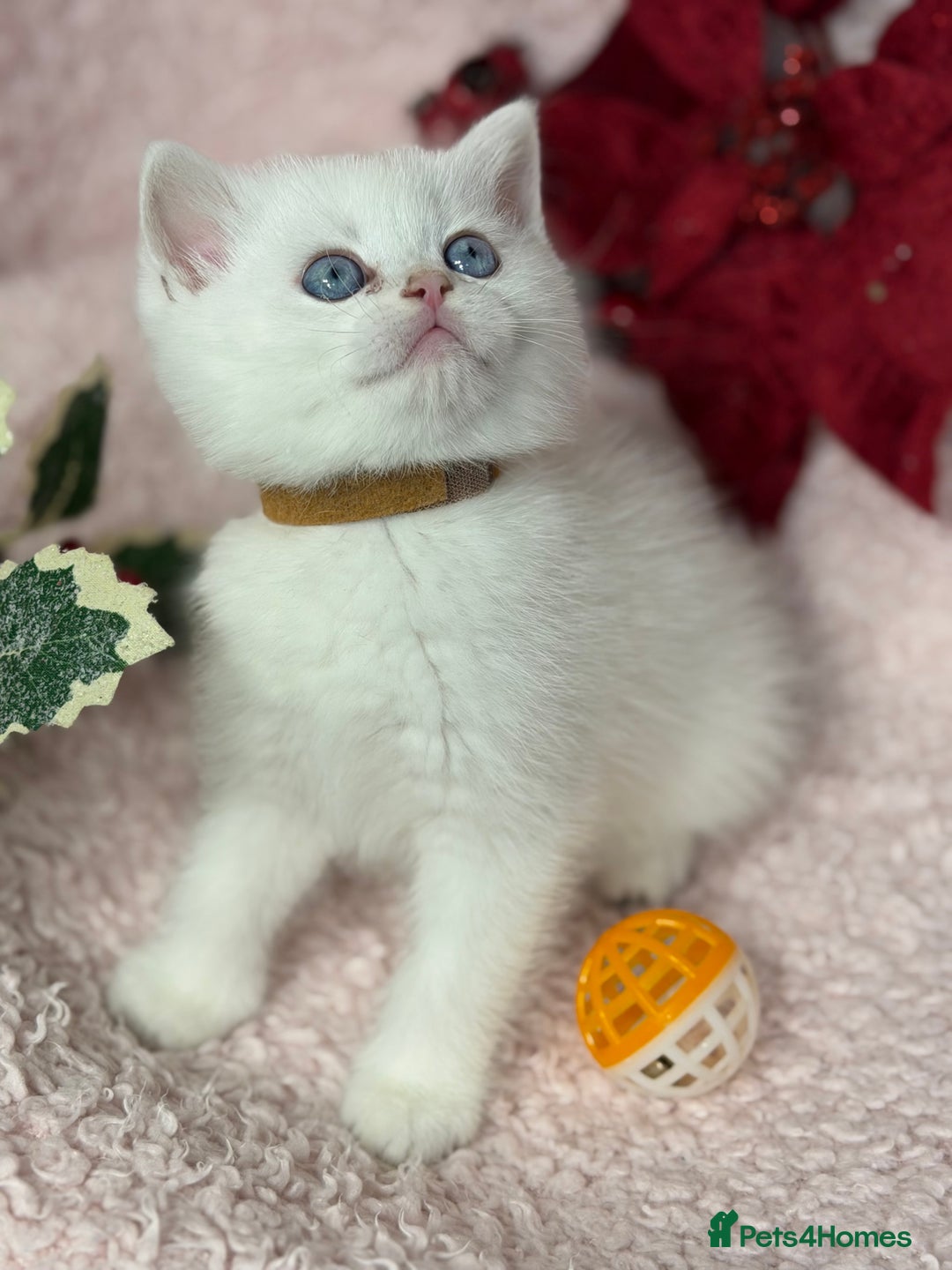 British Shorthair cats for sale: Adorable British shh golden kittens GCCF  - Advert 6