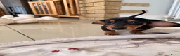 Miniature Dachshund dogs for sale: Pra hereditary clear mini smooth dachshund  - Advert 20