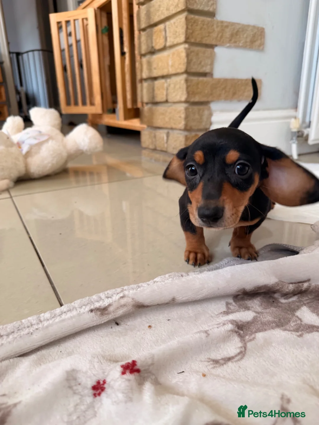 Miniature Dachshund dogs for sale: Pra hereditary clear mini smooth dachshund  - Advert 20