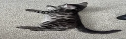 Bengal cats for sale: READY NOW ActiveTICA SilverCharcoal Bengal Kittens - Advert 13
