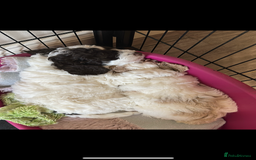 Cockapoo dogs for sale: Cockapoo Babies - Image 17
