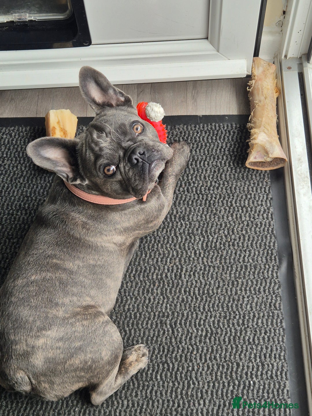 French Bulldog dogs for sale: Female frenchie (18 months old ) - Image 2