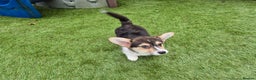 Welsh Corgi Pembroke dogs for sale: Kc reg Serbian lined female - Advert 5