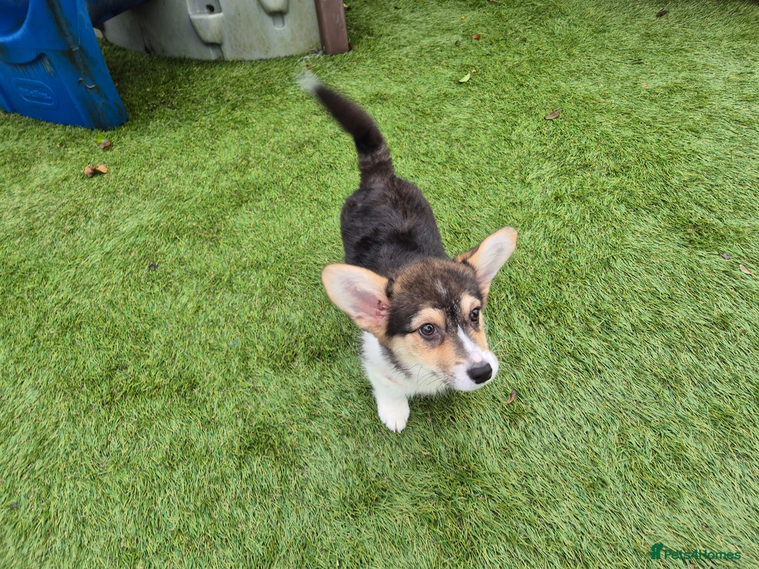 Welsh Corgi Pembroke dogs for sale: Kc reg Serbian lined female - Advert 5
