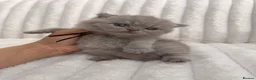 British Shorthair cats for sale:     British Shorthair Kittens Loving Pet Homes - Advert 10