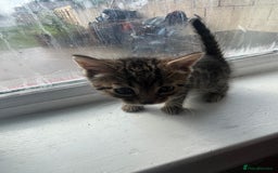 Bengal cats for sale: Bengal kittens - Image 3