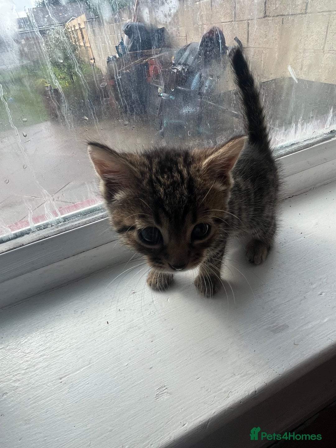 Bengal cats for sale: Bengal kittens - Image 3